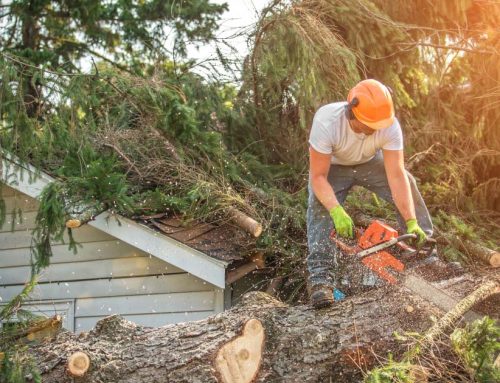 Emergency Tree Removal in Mississauga