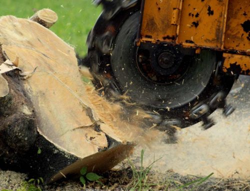 Stump Grinding in Mississauga