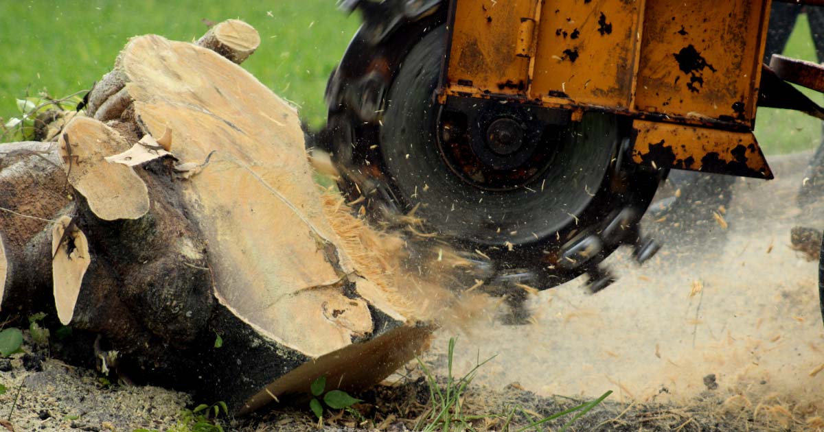 Stump Grinding and Removal in Toronto